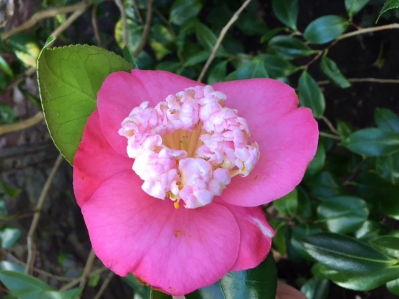 C. japonica 'Dewatairin'